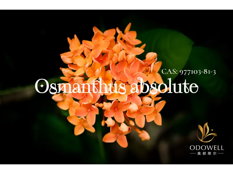 Osmanthus Absolute 977103-81-3